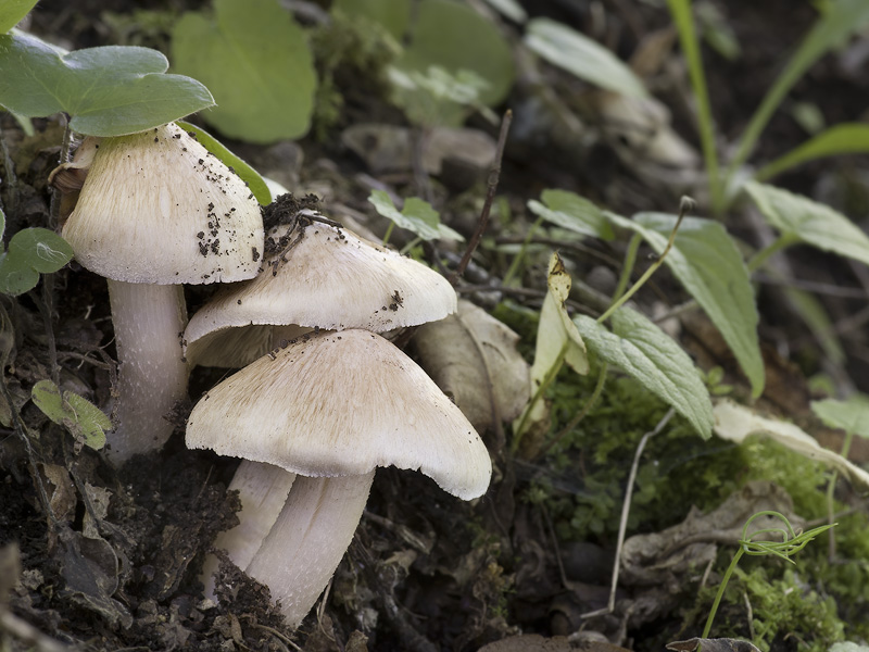 Inocybe erubescens